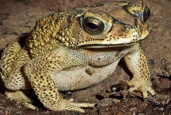 ฝันเห็นคางคกยักษ์