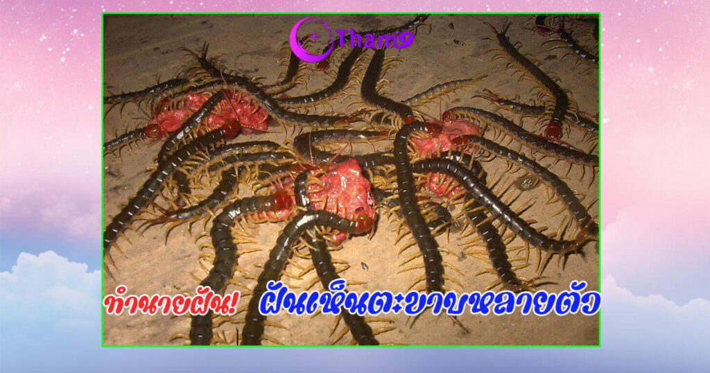 ฝันเห็นตะขาบหลายตัว