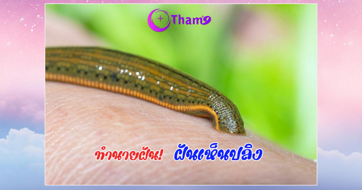 ฝันเห็นปลิง