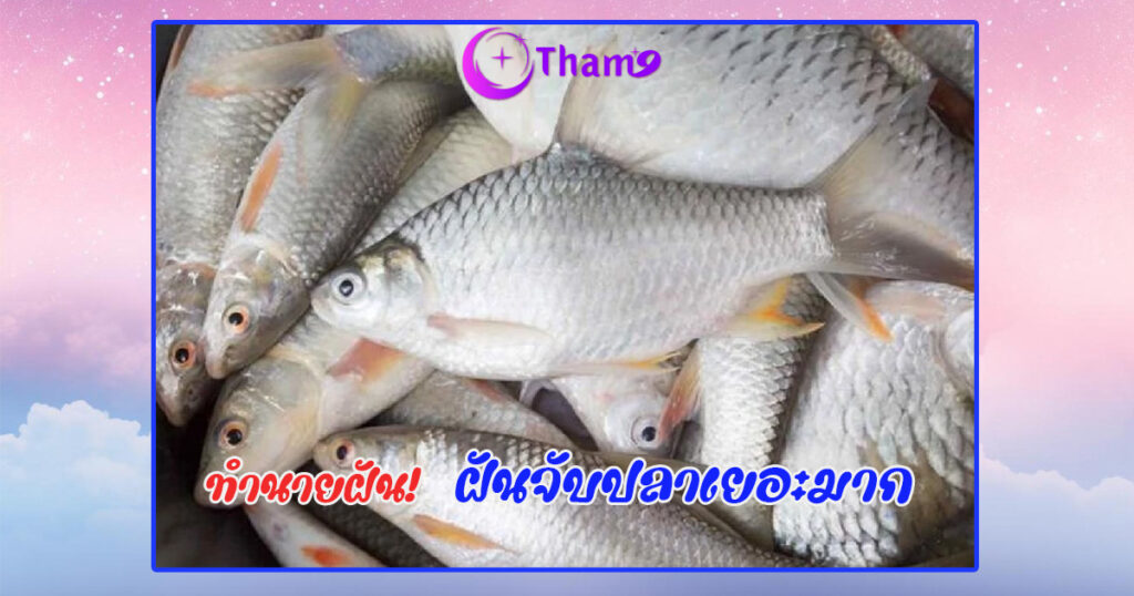 ฝันว่าจับปลาได้เยอะมาก