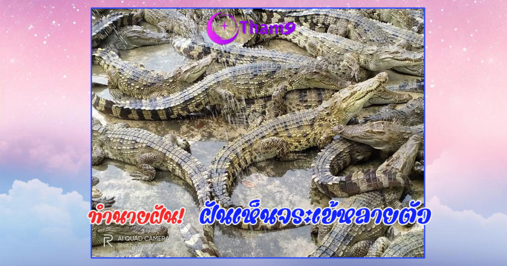 ฝันเห็นจระเข้หลายตัว