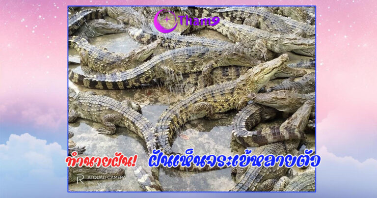 ฝันเห็นจระเข้หลายตัว