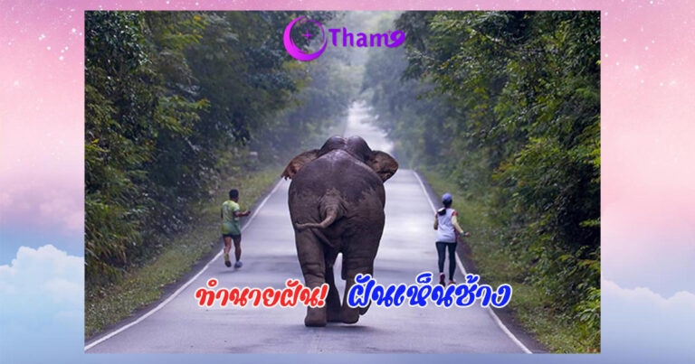 ฝันเห็นช้าง