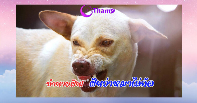 ฝันว่าหมาไล่กัด