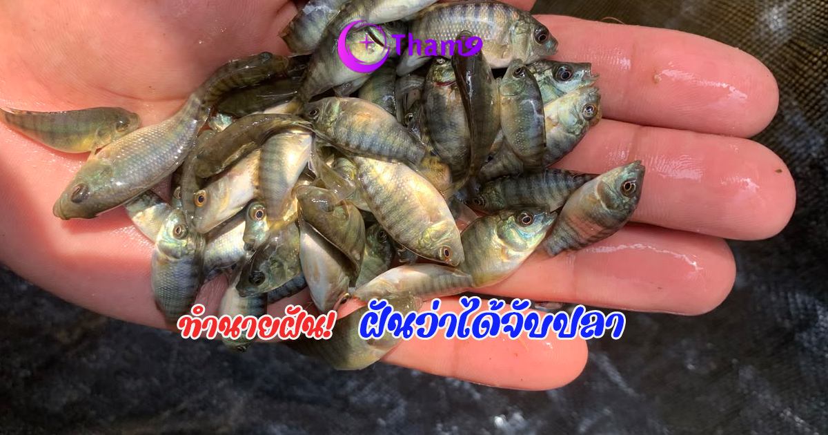 ฝันว่าได้จับปลา ความหมายคำทำนายฝัน พร้อมเลขเด็ดจากความฝัน