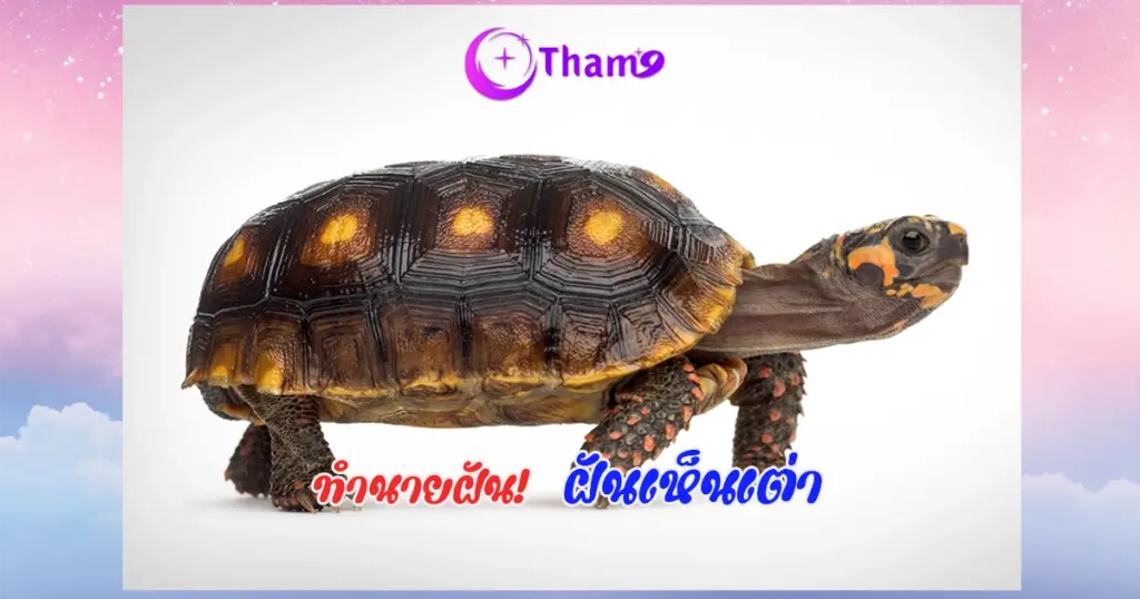 ฝันเห็นเต่า