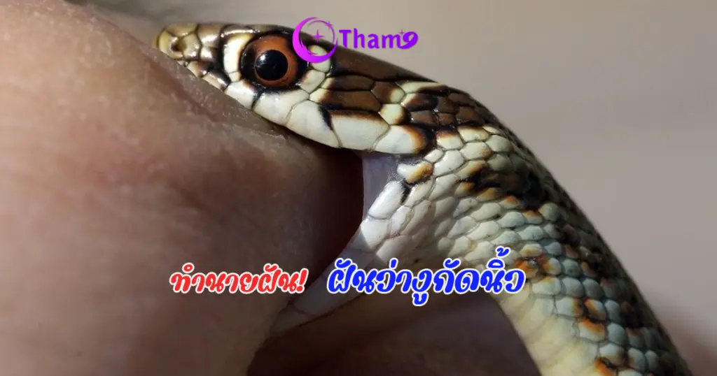 ทำนายฝันงูกัดนิ้ว ความหมายคำทำนายดวงชะตา พร้อมเลขเด็ดจากความฝัน