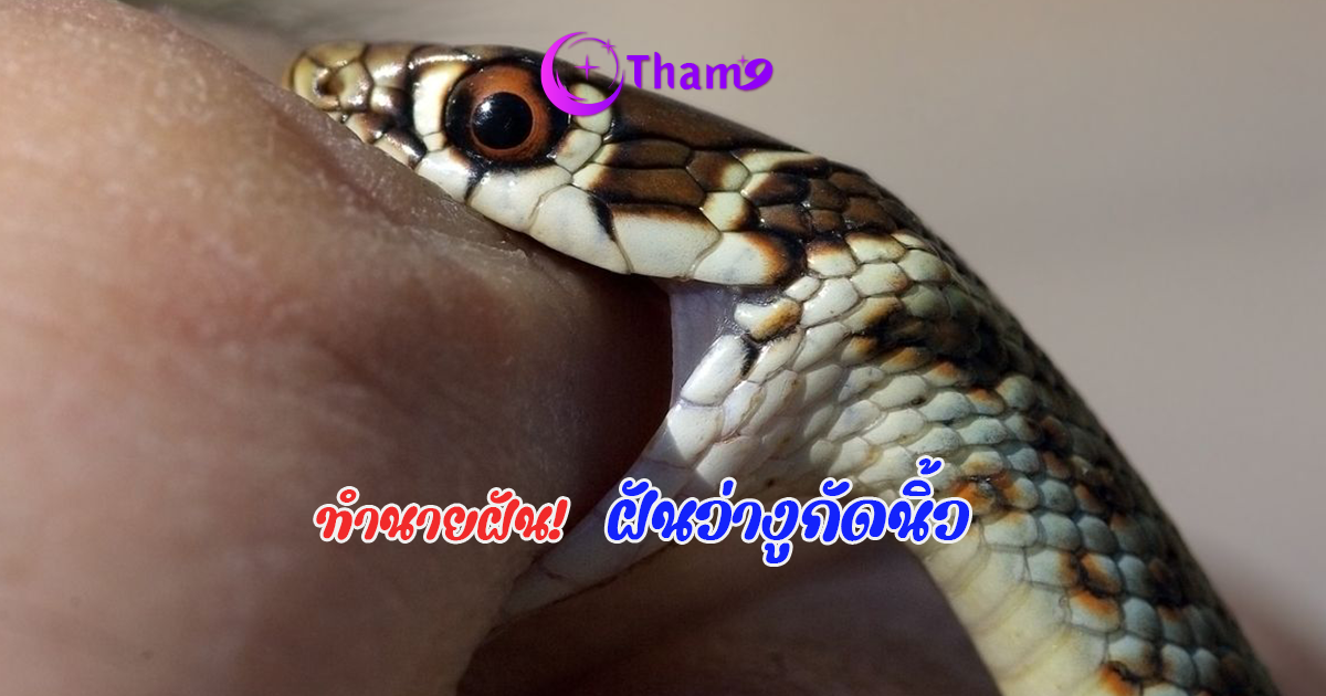 ทำนายฝันงูกัดนิ้ว ความหมายคำทำนายดวงชะตา พร้อมเลขเด็ดจากความฝัน