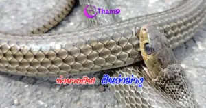 ฝันว่าฆ่างู ความหมายคำทำนายฝันลางดี หรือร้าย !!