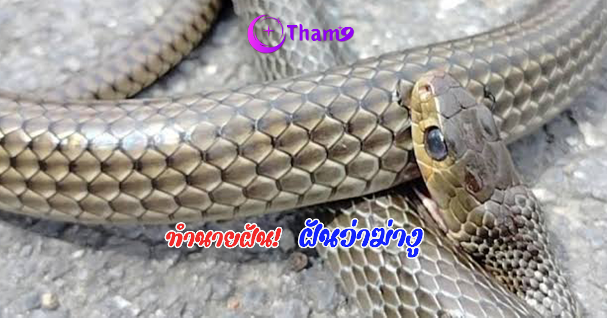 ฝันว่าฆ่างู ความหมายคำทำนายฝันลางดี หรือร้าย !!